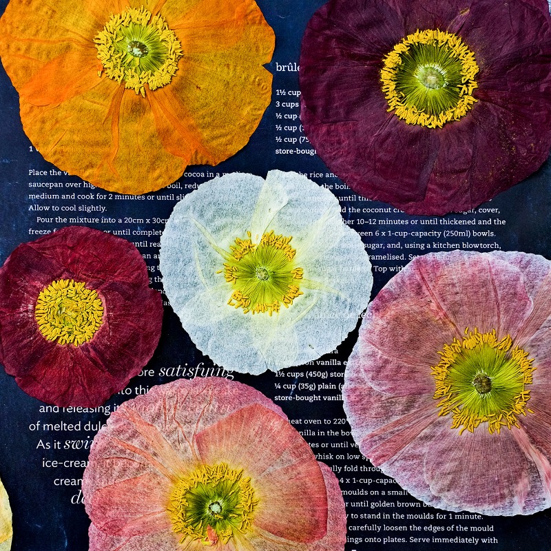 1pcs,Nature Field Poppy Presse - Art And Craft Photos avis et prix