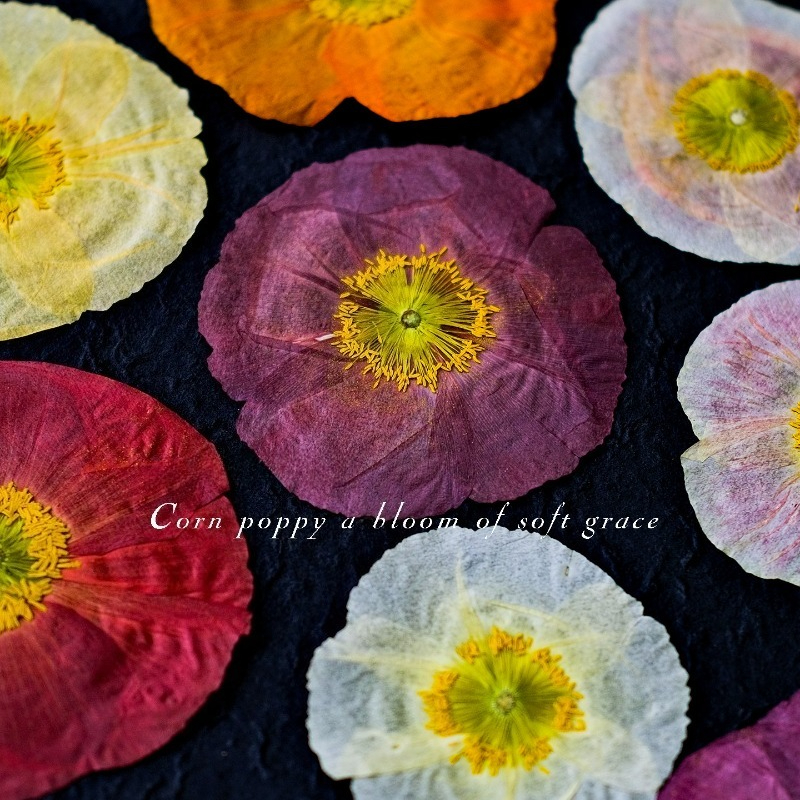 1pcs,Nature Field Poppy Presse - Art And Craft Photos avis et prix
