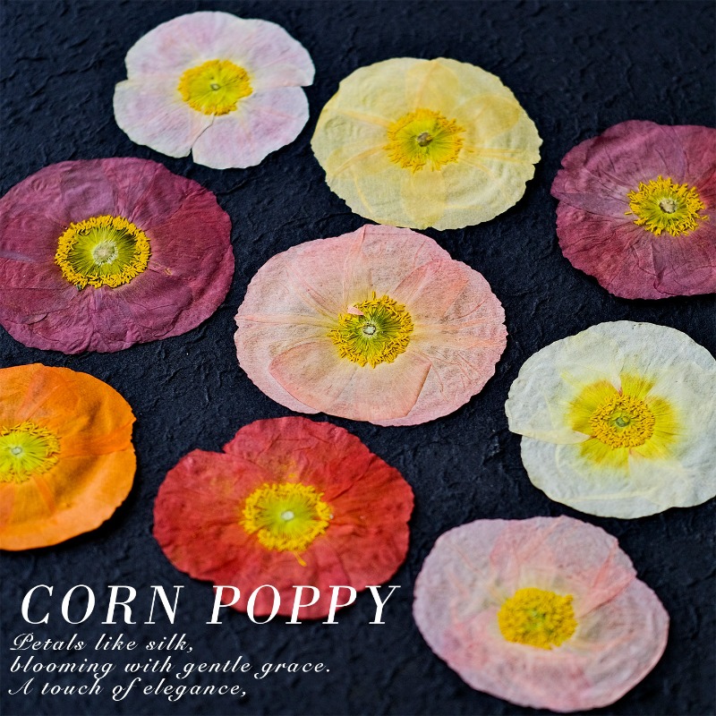 1pcs,Nature Field Poppy Presse - Art And Craft Photos avis et prix