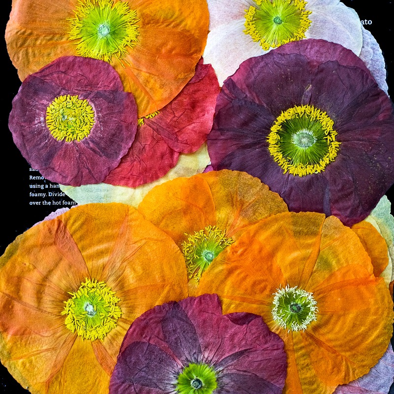 1pcs,Nature Field Poppy Presse - Art And Craft Photos avis et prix