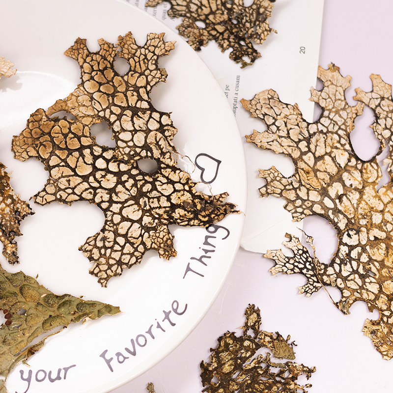 4pcs,Rare Bark Natural Pressed - Art And Craft Photos avis et prix