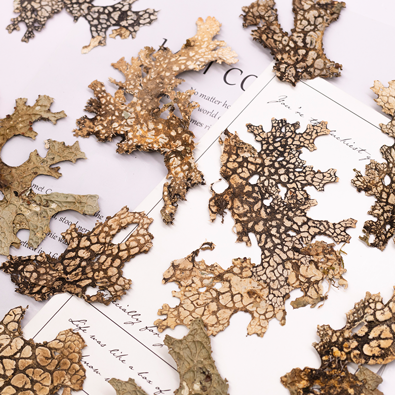 4pcs,Rare Bark Natural Pressed - Art And Craft Photos avis et prix