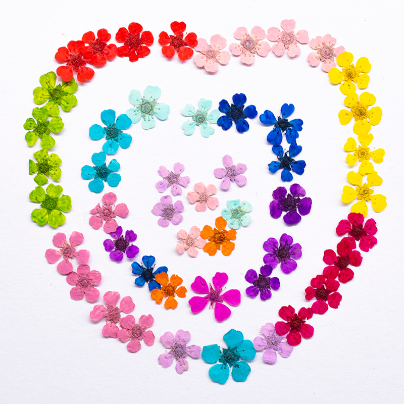 96Pcs Mini 1.5cm Natural Press - Art And Craft Photos avis et prix