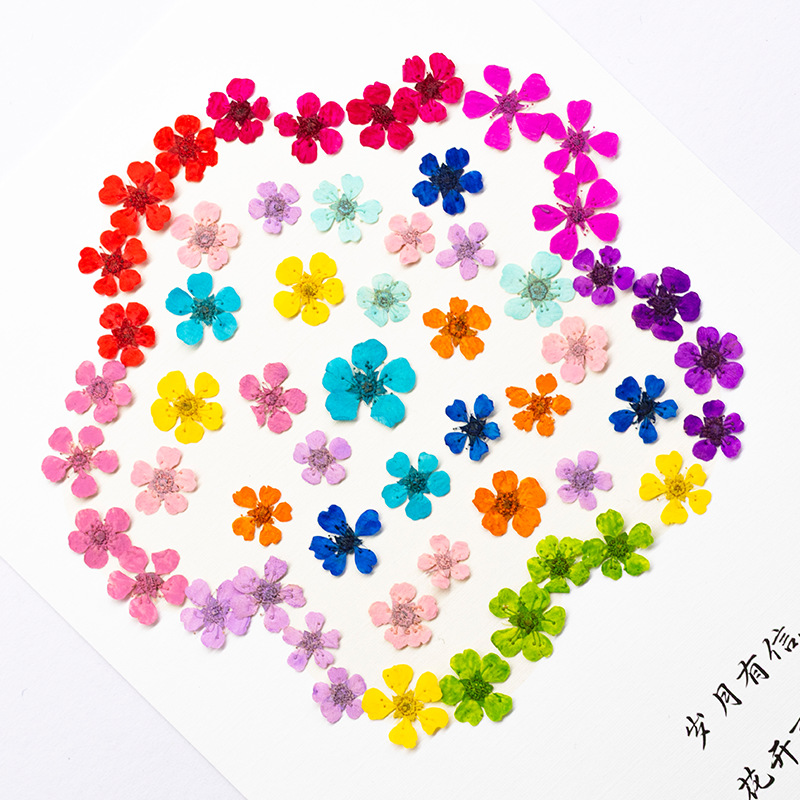 96Pcs Mini 1.5cm Natural Press - Art And Craft Photos avis et prix