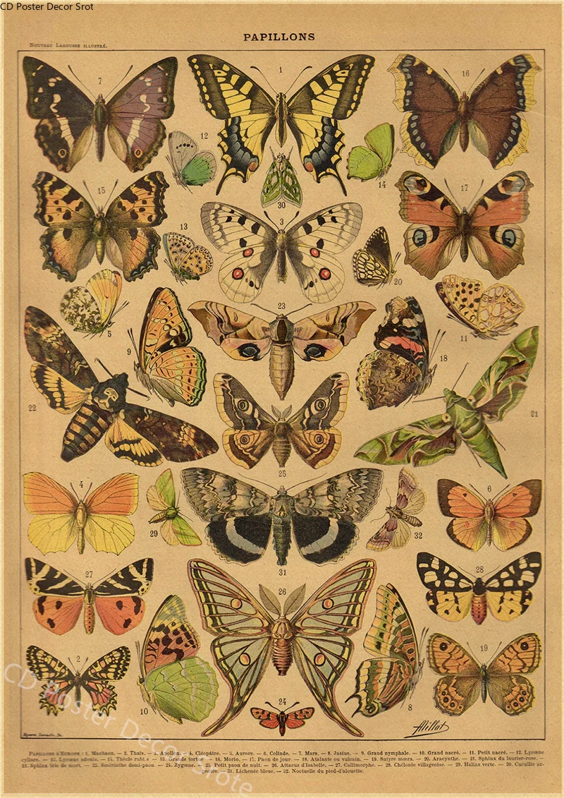 Butterfly Insect Flower Mushro - Art Craft Butterfly avis et prix