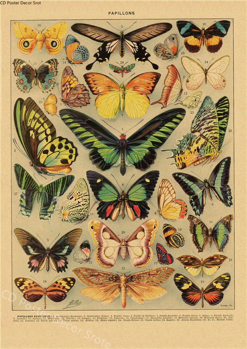Butterfly Insect Flower Mushro - Art Craft Butterfly avis et prix